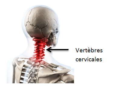 les cervicales en détails